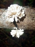 Xylaria cubensis image