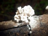Xylaria cubensis image