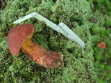 Baorangia bicolor image