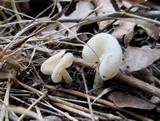 Helvella latispora image