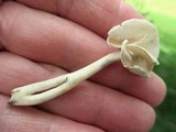 Helvella latispora image