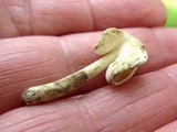 Helvella latispora image