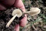Helvella latispora image