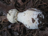Amanita rhopalopus image