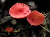 Sarcoscypha occidentalis image