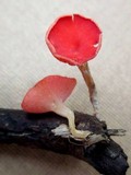 Sarcoscypha occidentalis image