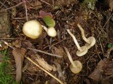 Kuehneromyces marginellus image