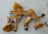 Inocybe chelanensis image