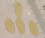 Inocybe chelanensis image