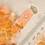 Inocybe chelanensis image