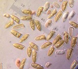 Inocybe chelanensis image