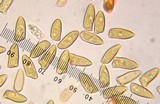 Inocybe chelanensis image