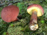 Baorangia bicolor image