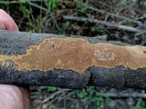 Fuscoporia ferrea image