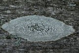 Ochrolechia parella image