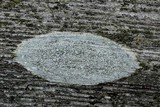 Ochrolechia parella image