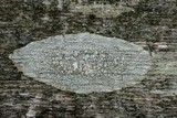 Ochrolechia parella image