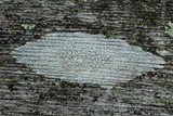 Ochrolechia parella image