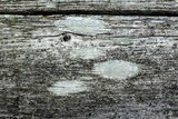 Ochrolechia parella image