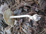 Amanita elliptosperma image