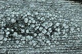Ochrolechia parella image