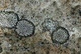 Rhizocarpon cinereovirens image