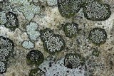 Rhizocarpon cinereovirens image