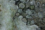 Rhizocarpon cinereovirens image