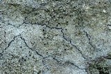 Lecanora perplexa image