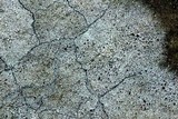 Lecanora perplexa image