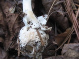 Amanita elliptosperma image