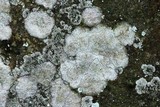 Lecanora perplexa image