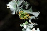 Parmotrema austrosinense image