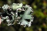 Parmotrema austrosinense image