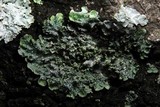 Flavopunctelia flaventior image