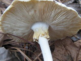 Amanita elliptosperma image