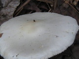Amanita elliptosperma image