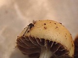 Agrocybe splendida image