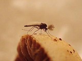 Agrocybe splendida image