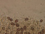 Agrocybe splendida image