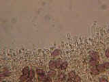 Agrocybe splendida image