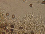 Agrocybe splendida image