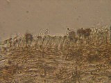 Agrocybe splendida image