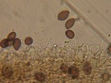 Agrocybe splendida image