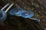Mycena interrupta image