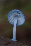 Mycena interrupta image