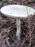 Amanita cokeri image