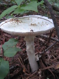 Amanita cokeri image