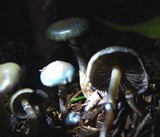 Psilocybe subaeruginascens image