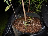Psilocybe subaeruginascens image